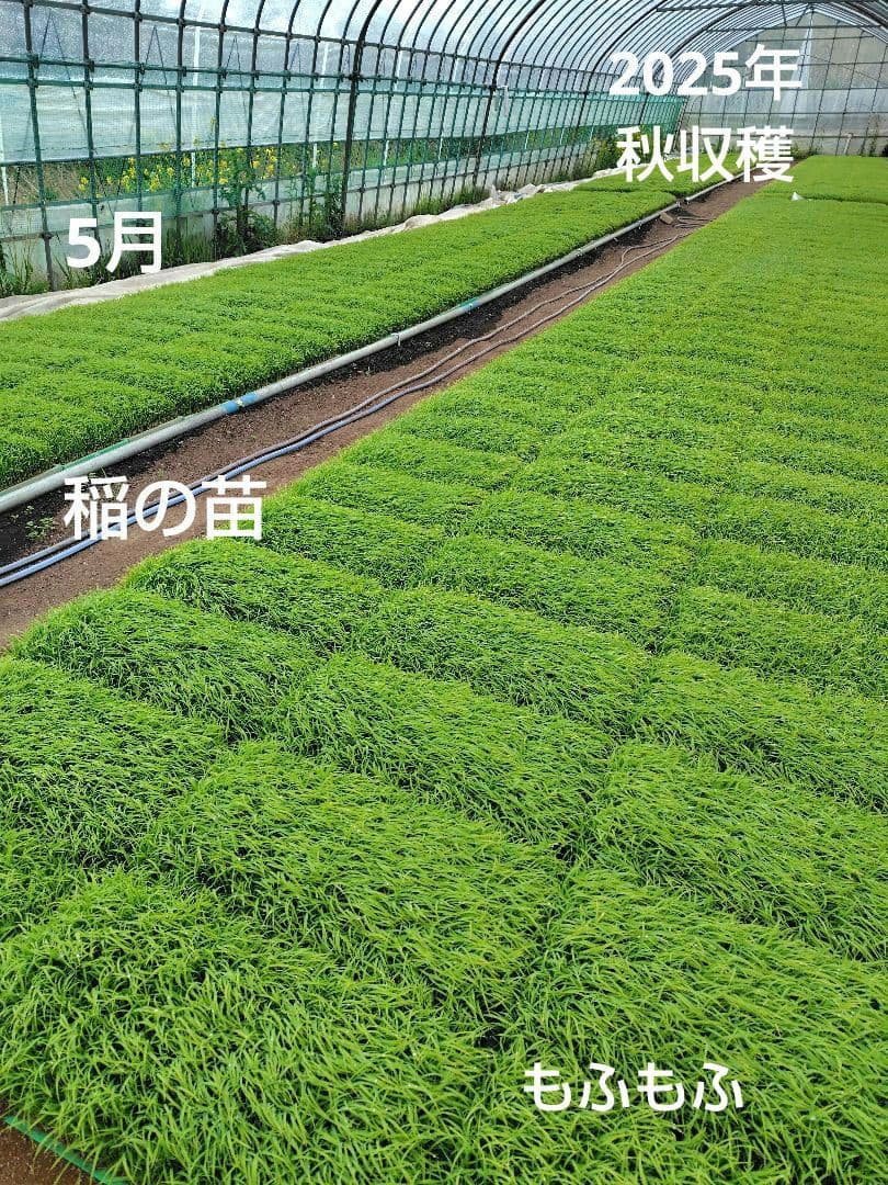 つきあかり10kg　岩手県産 令和６年産 減農薬 玄米 有機栽培 単一原料米