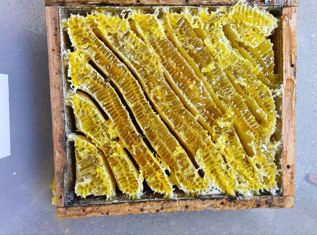 南国土佐の百花蜜　ニホンミツバチ蜂蜜　無添加　無加工　たれ蜜 1200g