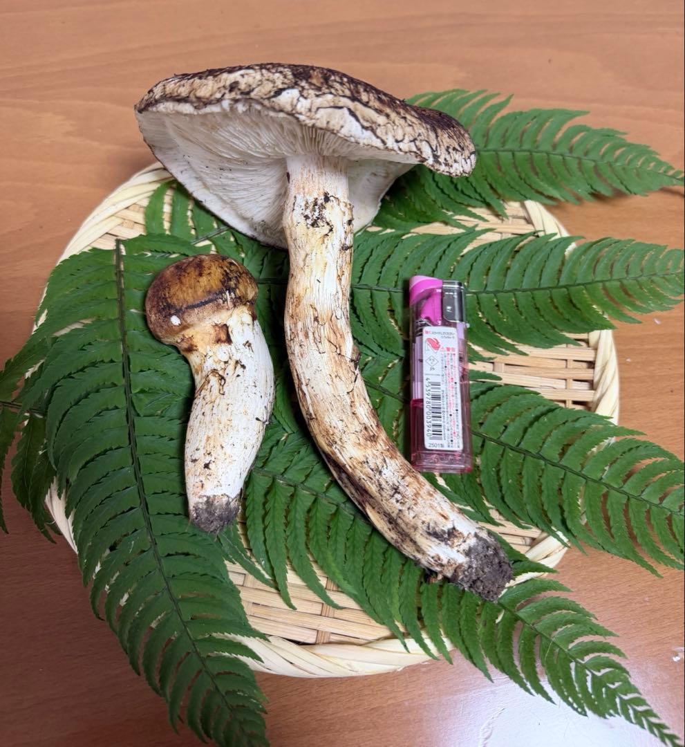 岩手県産　宮古産　松茸　10/19朝採れ　264g 10/21日まで出品