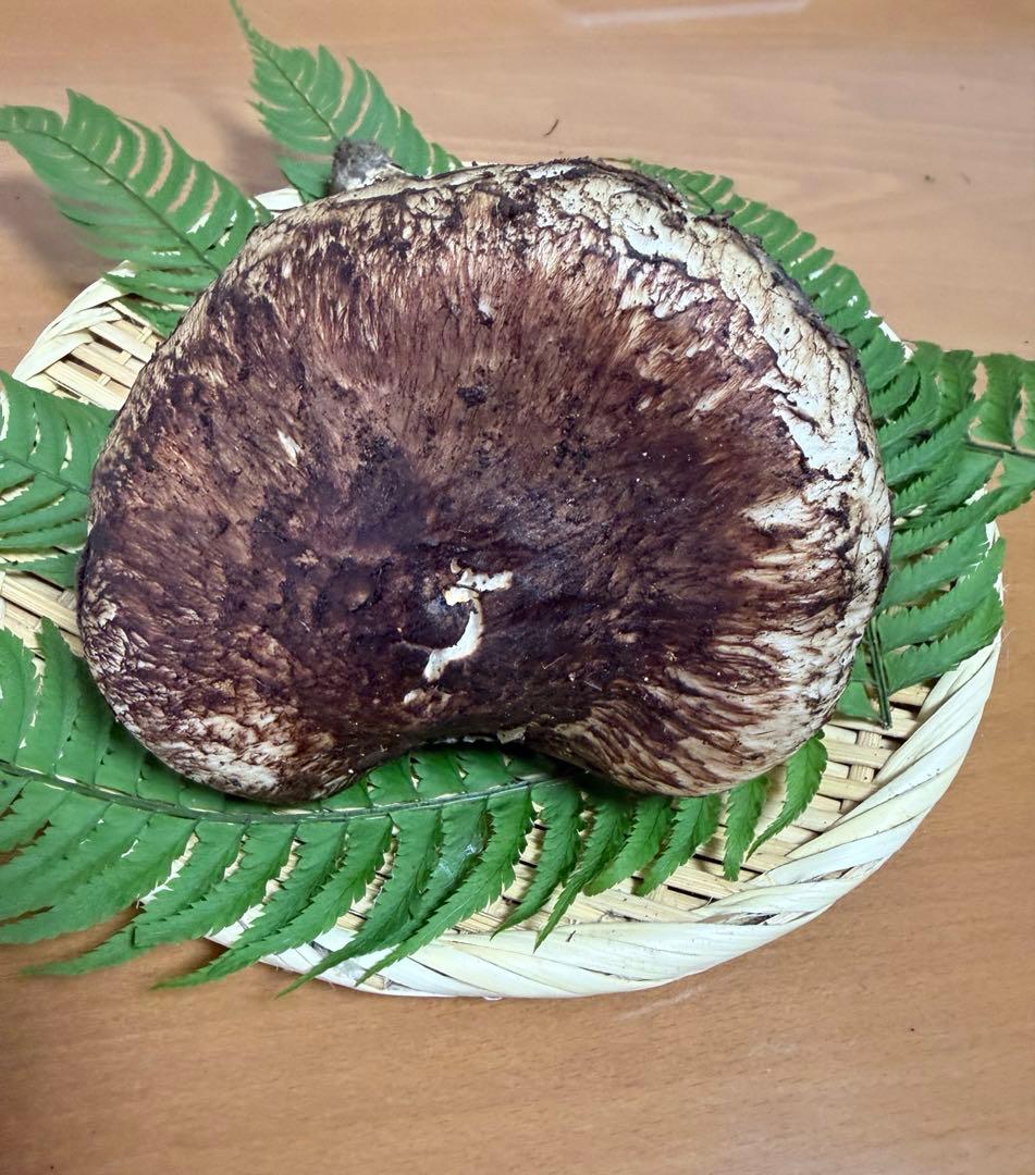 岩手県産　宮古産　松茸　10/19朝採れ　264g 10/21日まで出品