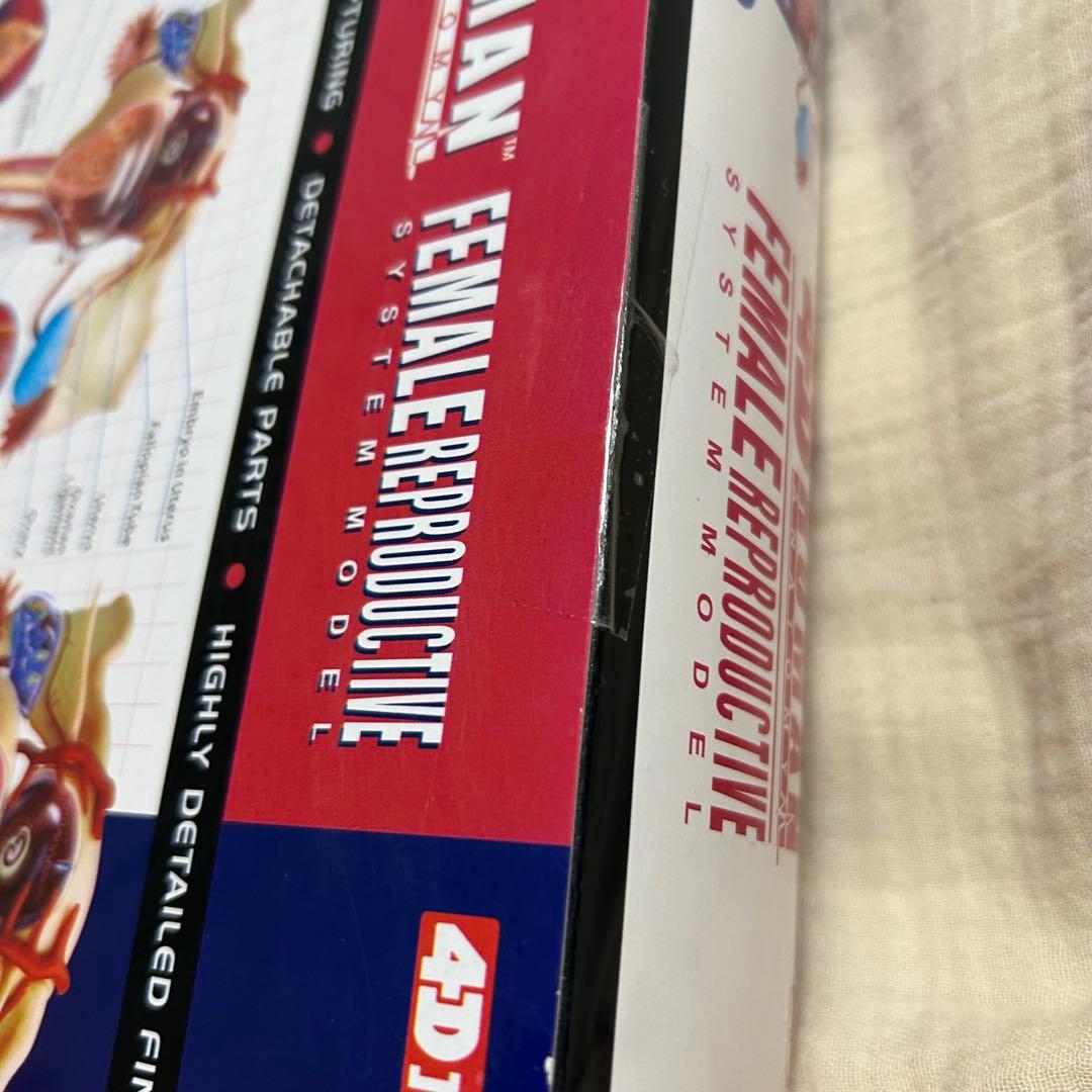 4D HUMAN ANATOMY 人体模型/成人/婦人科/泌尿器科　新品