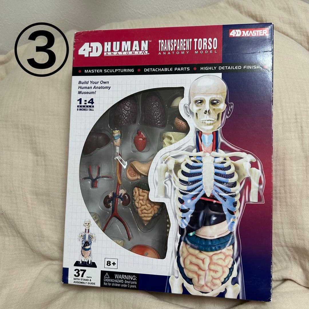 4D HUMAN ANATOMY 人体模型/成人/婦人科/泌尿器科　新品