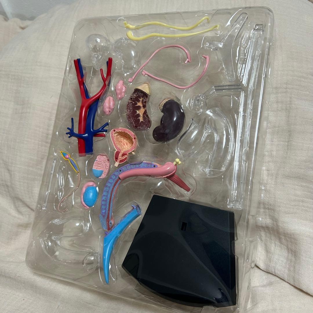 4D HUMAN ANATOMY 人体模型/成人/婦人科/泌尿器科　新品