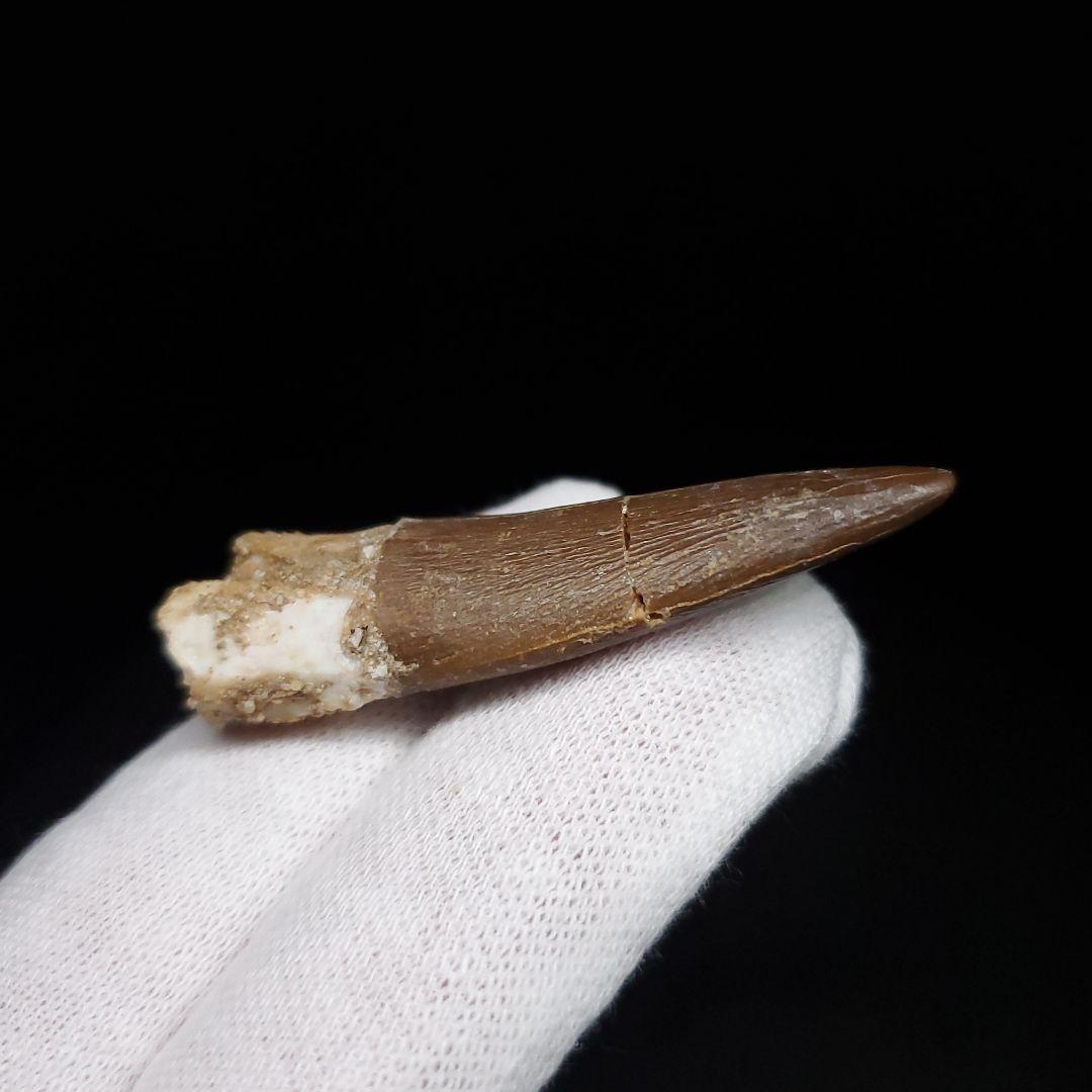 美品 プレシオサウルス 化石 歯 本物  44.80mm ケース付  pr127