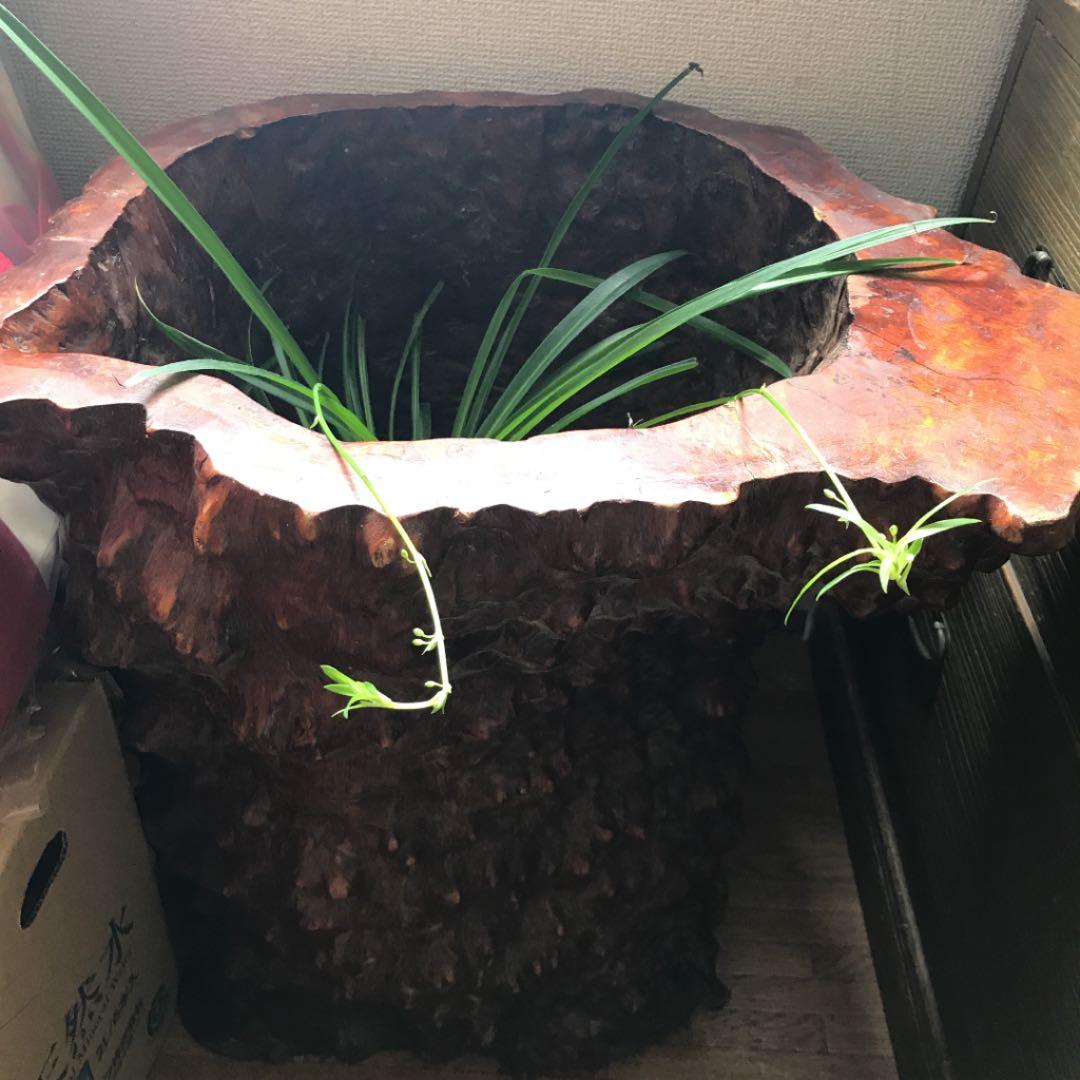 木の根 インテリア  掛軸いれなど