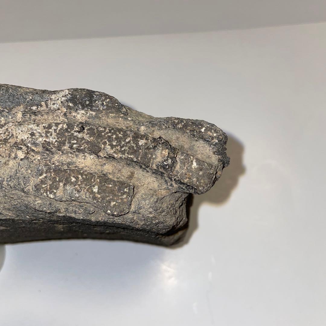 古瓦　多賀城　軒平瓦