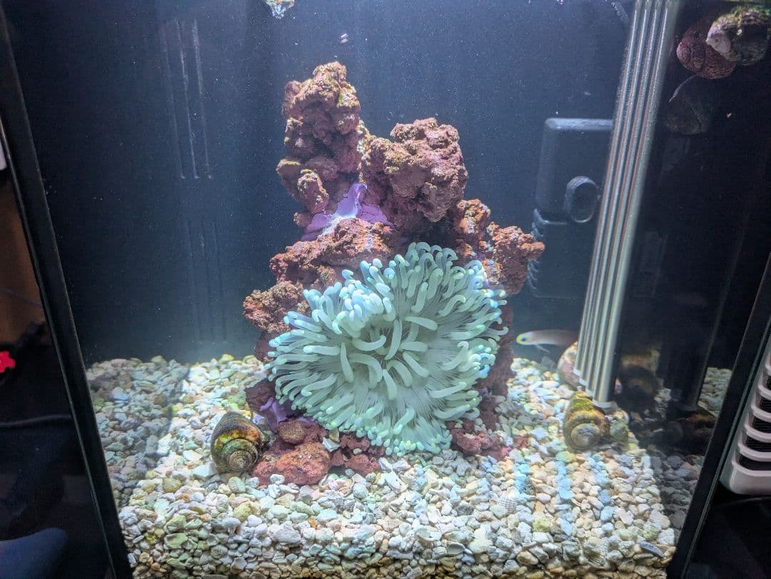 グラッシーレディオ RX072 アクア LEDライト クリップ付き