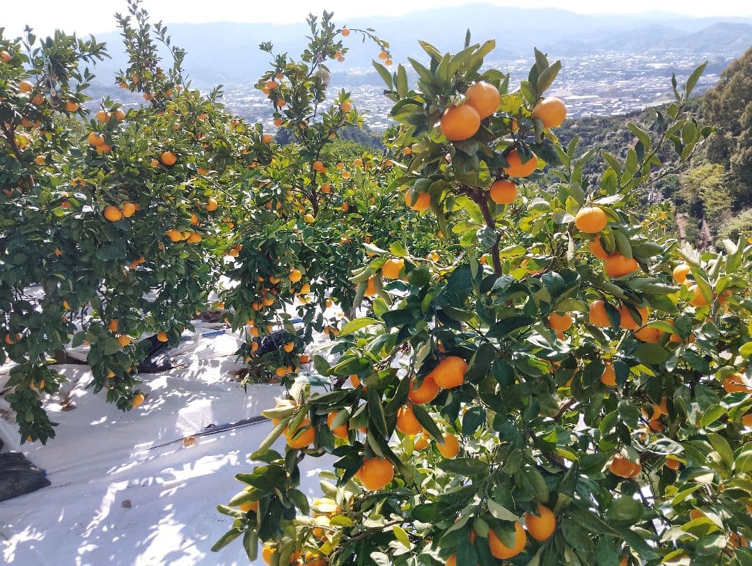 みーちゃん　マルチ栽培　和みかんSサイズ10kg