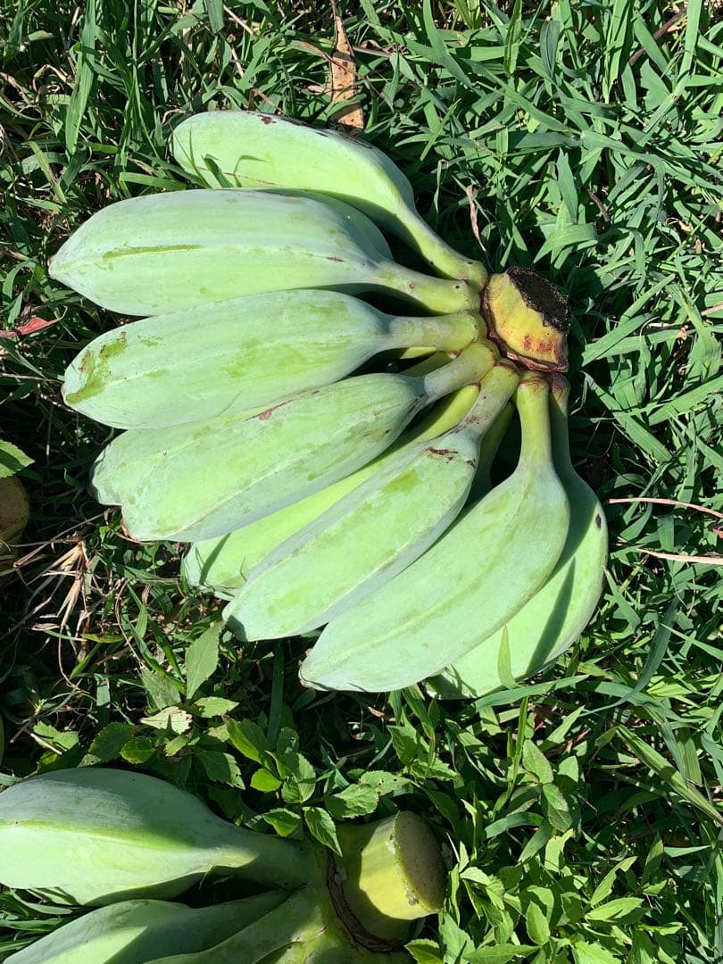 まちゃ様　ご予約