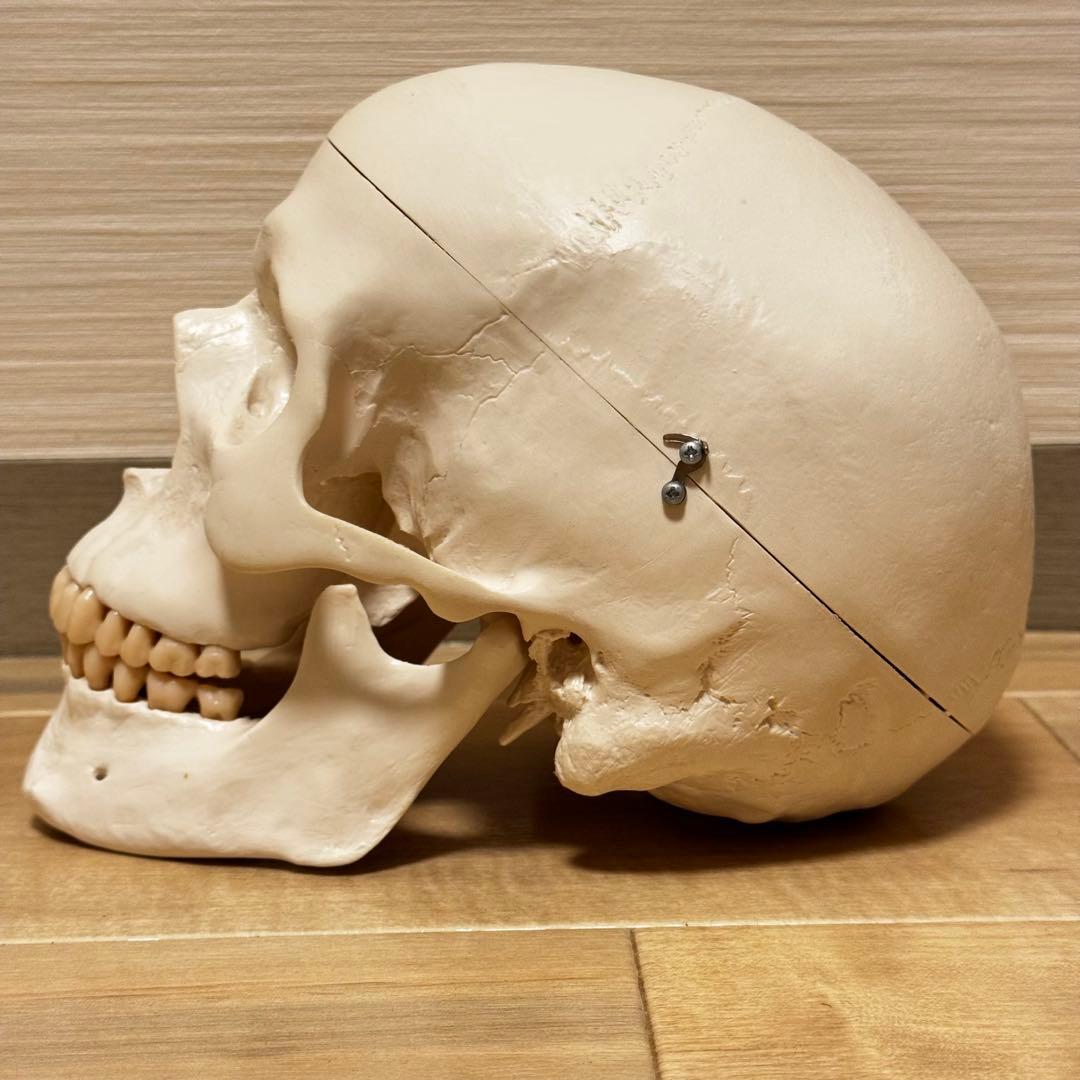 3B Scientific GmbH 頭蓋骨 模型 医学 骨標本