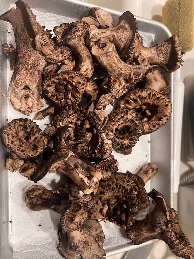 香茸　乾燥　120g みかんさん専用