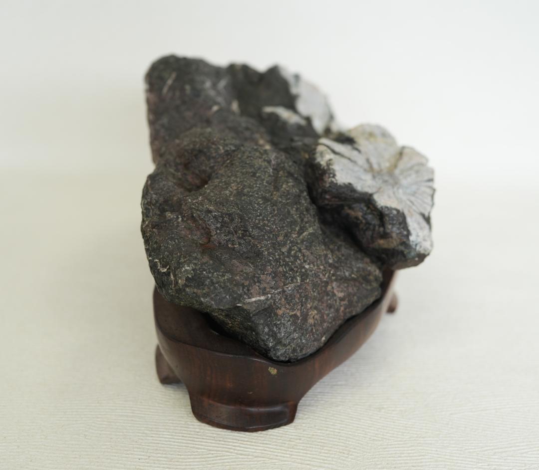 菊花石　/梅化石　石盆栽　松盆栽 向日葵鑑賞石盆石水石