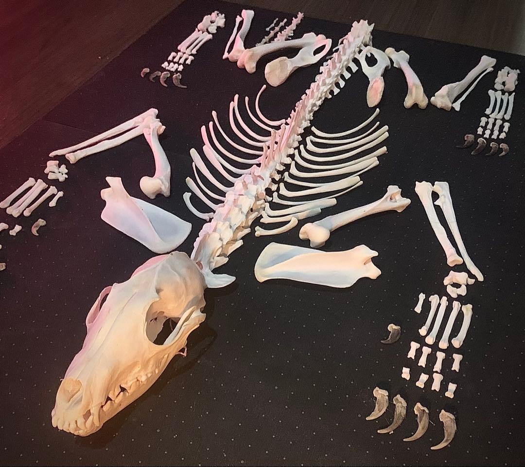 狐 骨格標本 全身