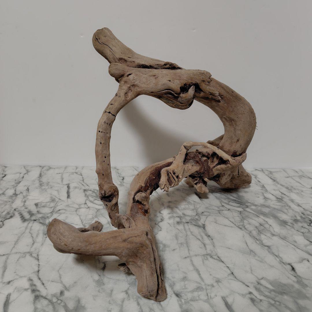 アク抜き済み流木【847】セール