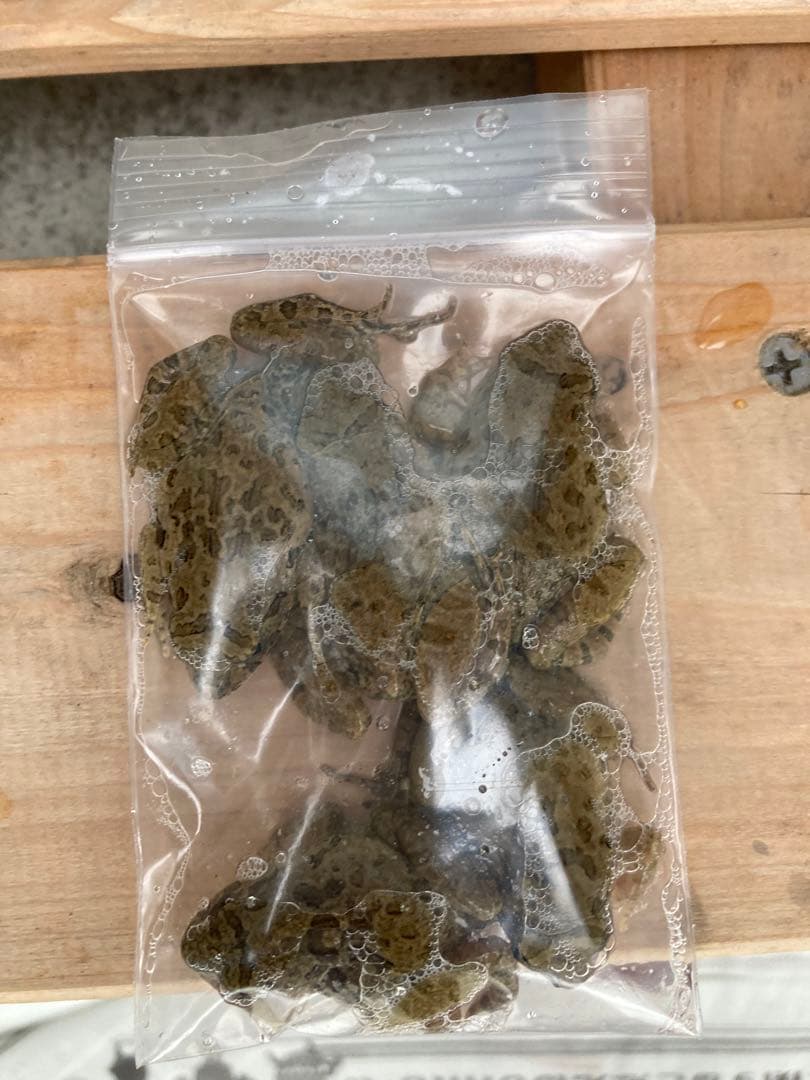 冷凍カエル【M・100匹】餌用カエル 約3〜4cm ヌマガエル 餌 自家繁殖