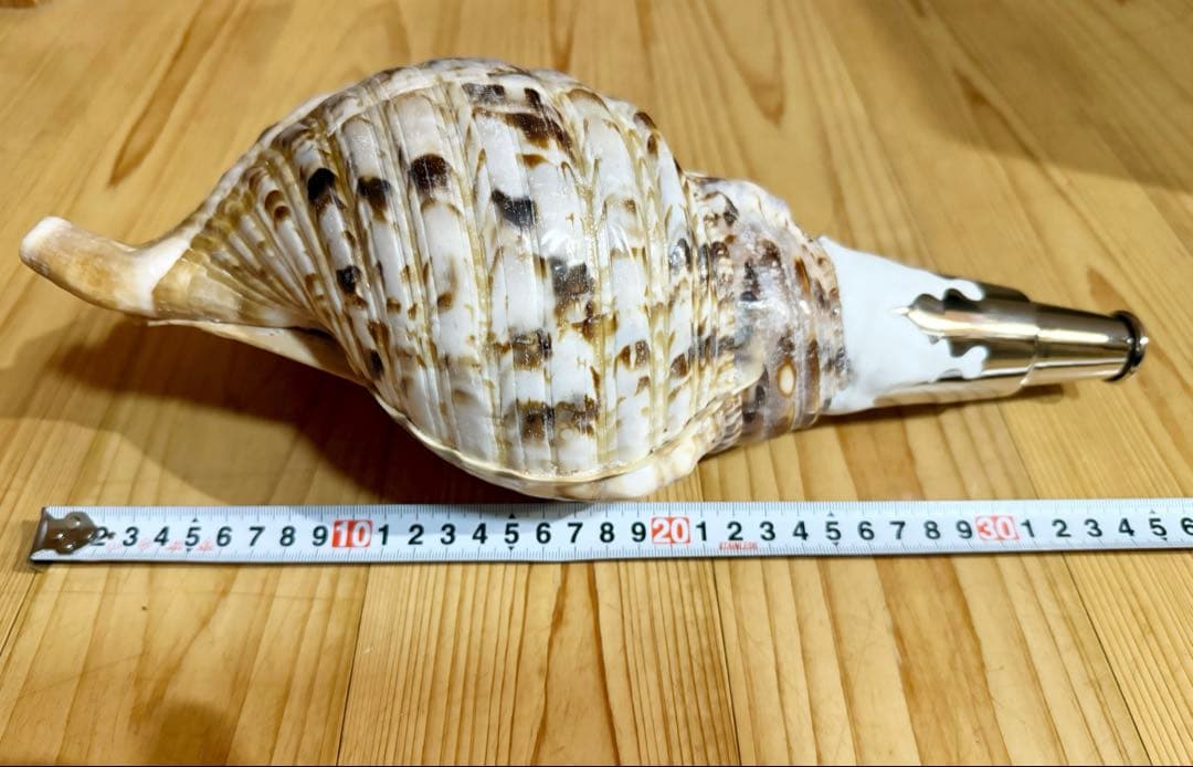 修験道法螺貝　山伏　密教　魔除け　熊よけ❣️ほら貝　ホラガイ