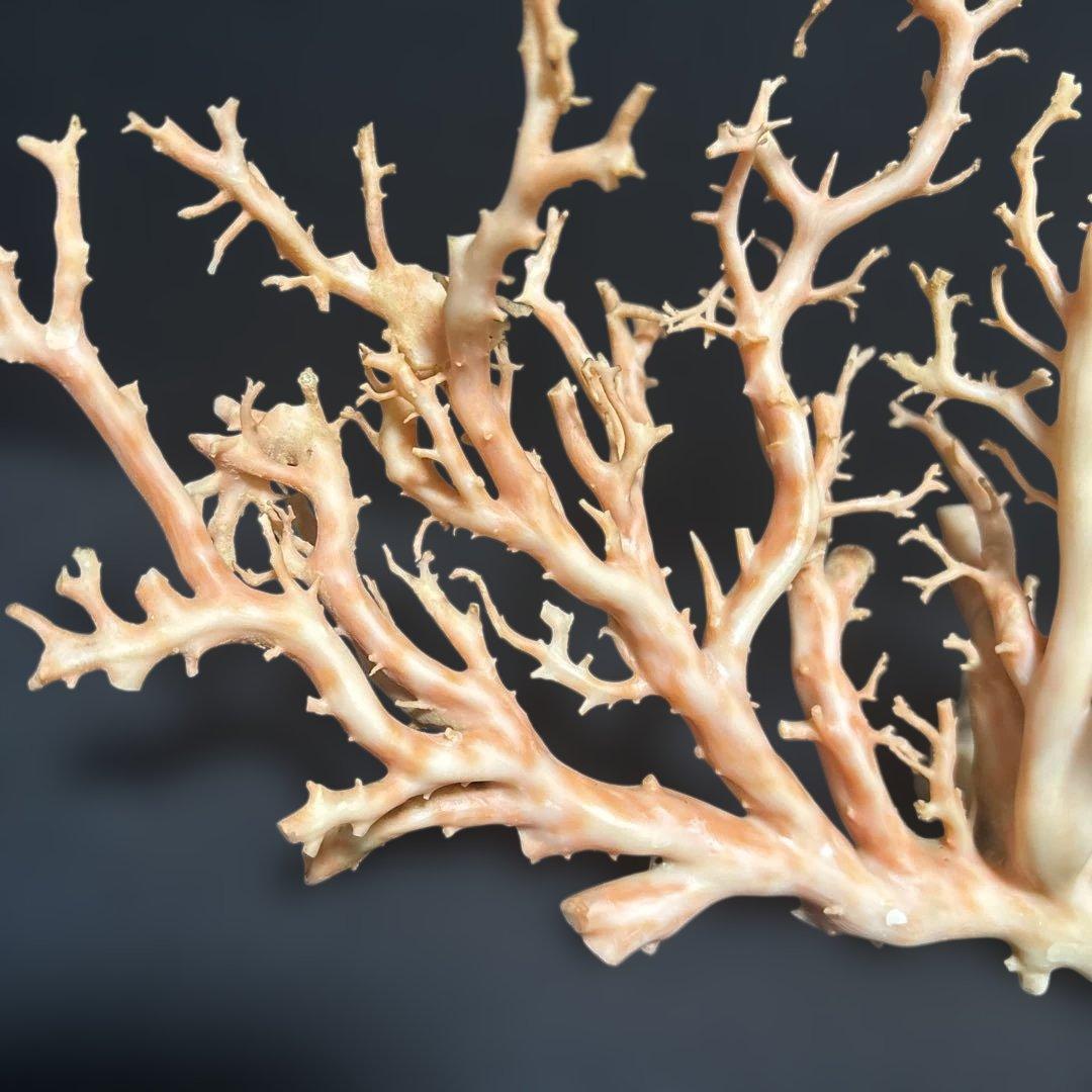 高知県産天然桃色珊瑚873グラム特大サイズ