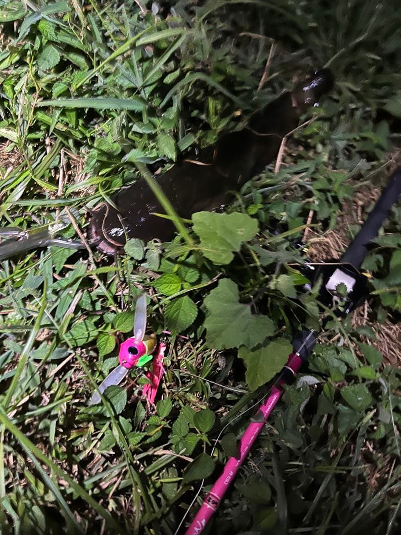 ニチニチフロイジー‼️6カラー‼️コンプリート‼️希少ルアー‼️新品未使用‼️送料無料‼️