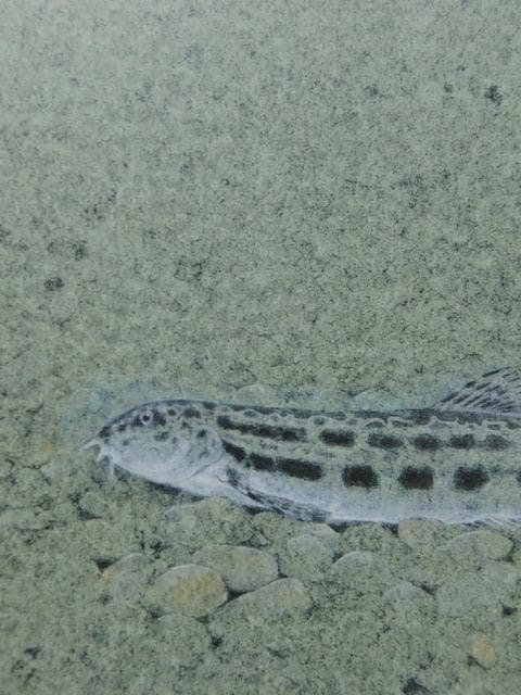 三縄健、【水ぬるむ】、希少な額装用画集画、新品高級額 額装付、状態良好