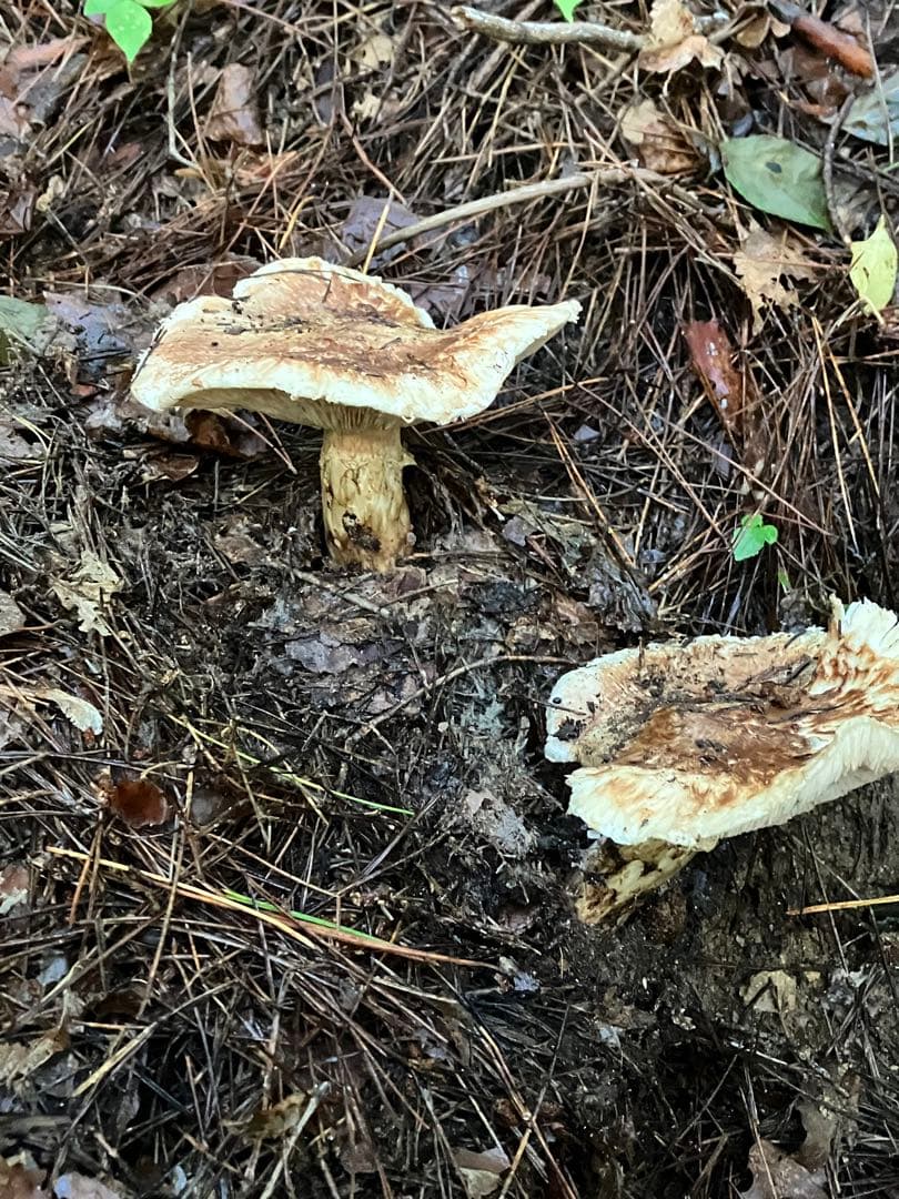 信州伊那の松茸