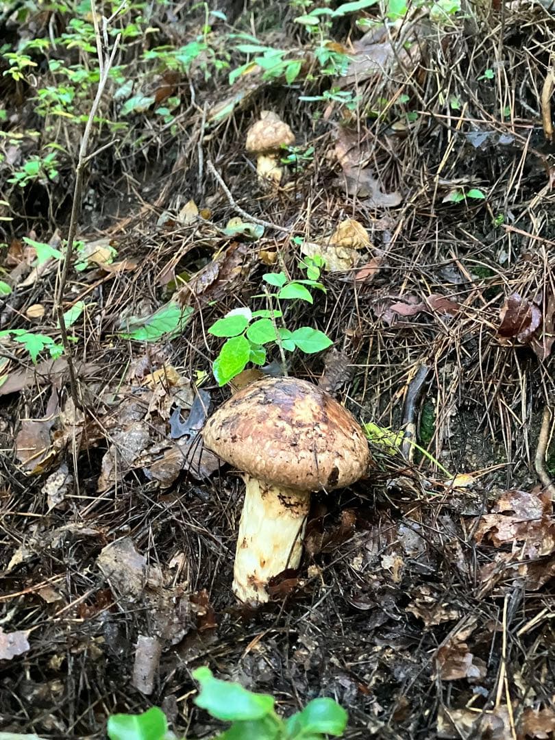 信州伊那の松茸