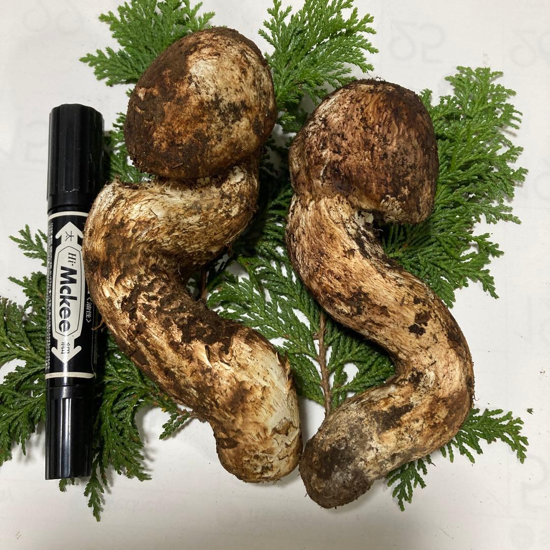 岩手県産　松茸　２本(260g) ゆうすけ