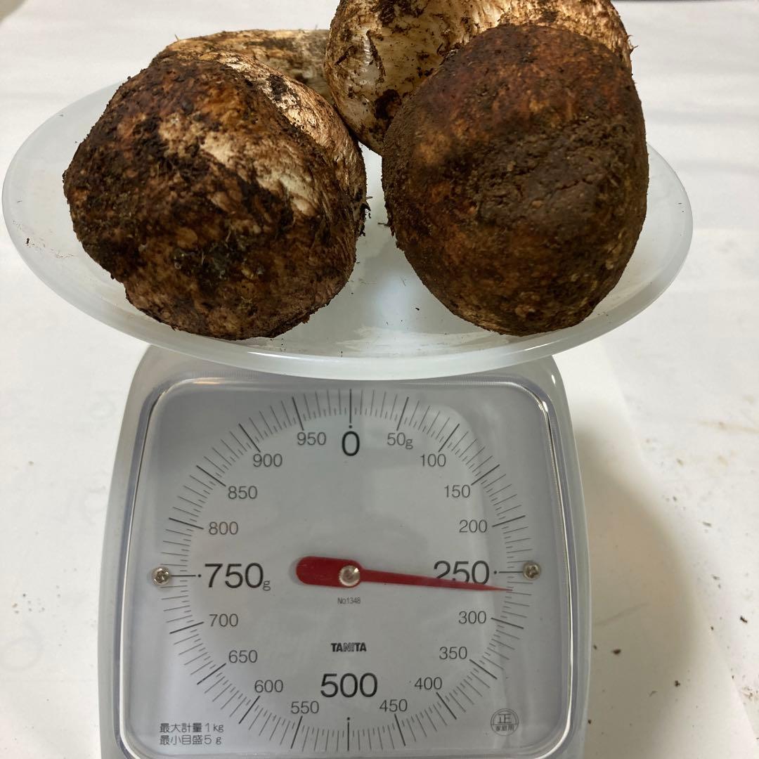 岩手県産　松茸　２本(260g) ゆうすけ