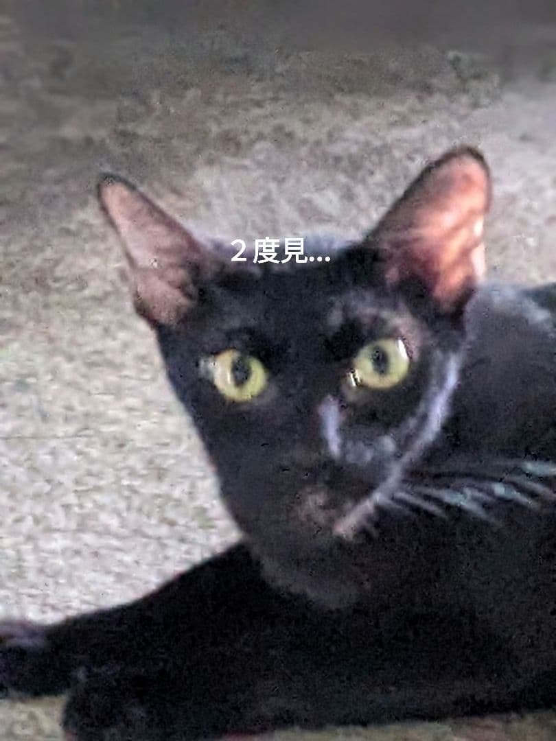 【マジモノ…】動物の〇ちゃんを素材としたプラクルアン？呪物？すごい金運＆幸運…