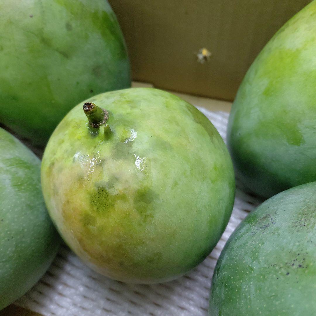 追熟型A　キーツマンゴー５玉