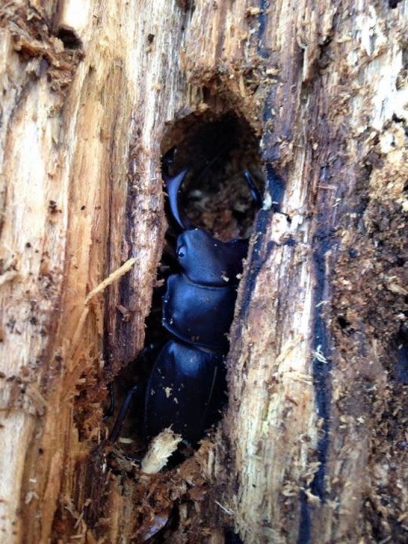 おるなーたMHHC　オオクワガタ　F0 材割成虫59㎜　美形コン2位個体