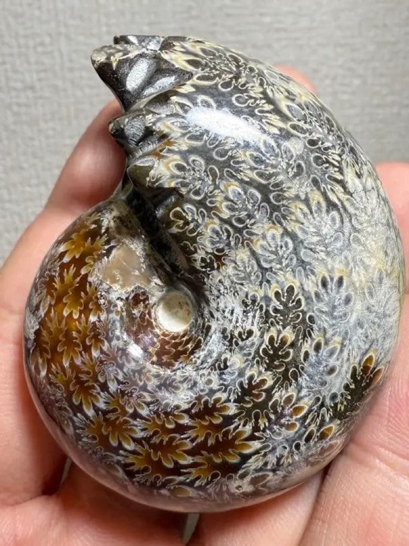 極美品　マダガスカルのアンモナイト化石　2点セット　本物保証　希少　送料無料