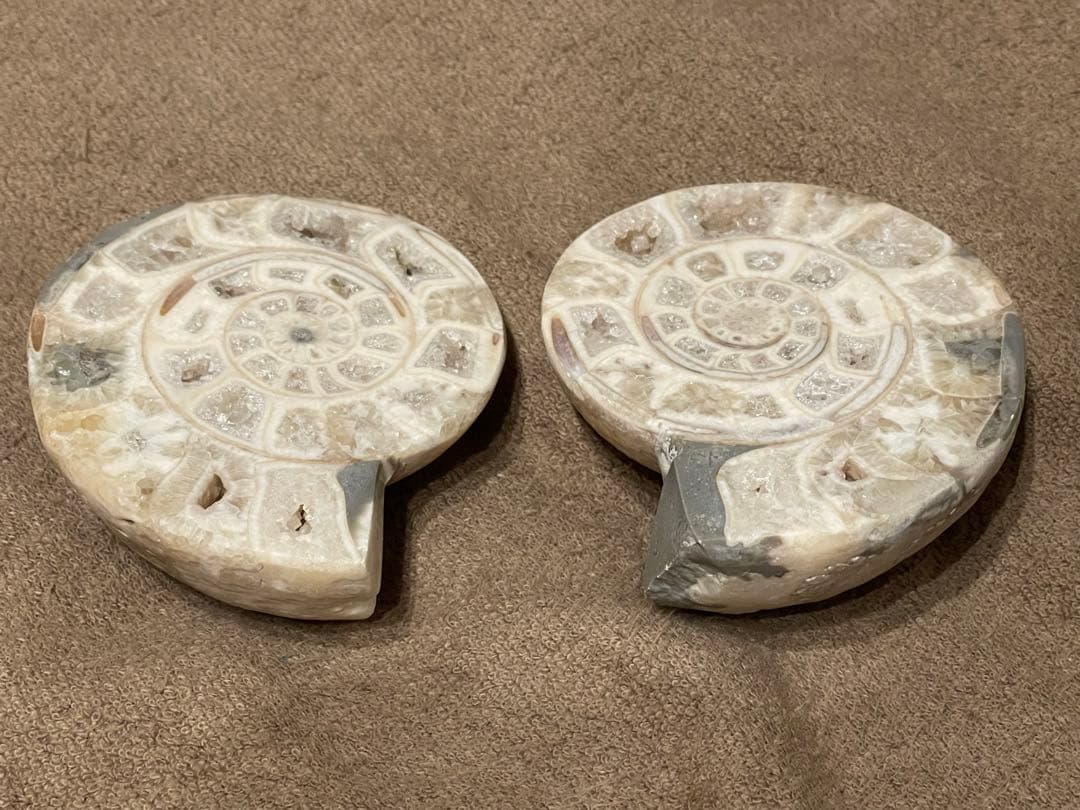 オウムガイ　化石