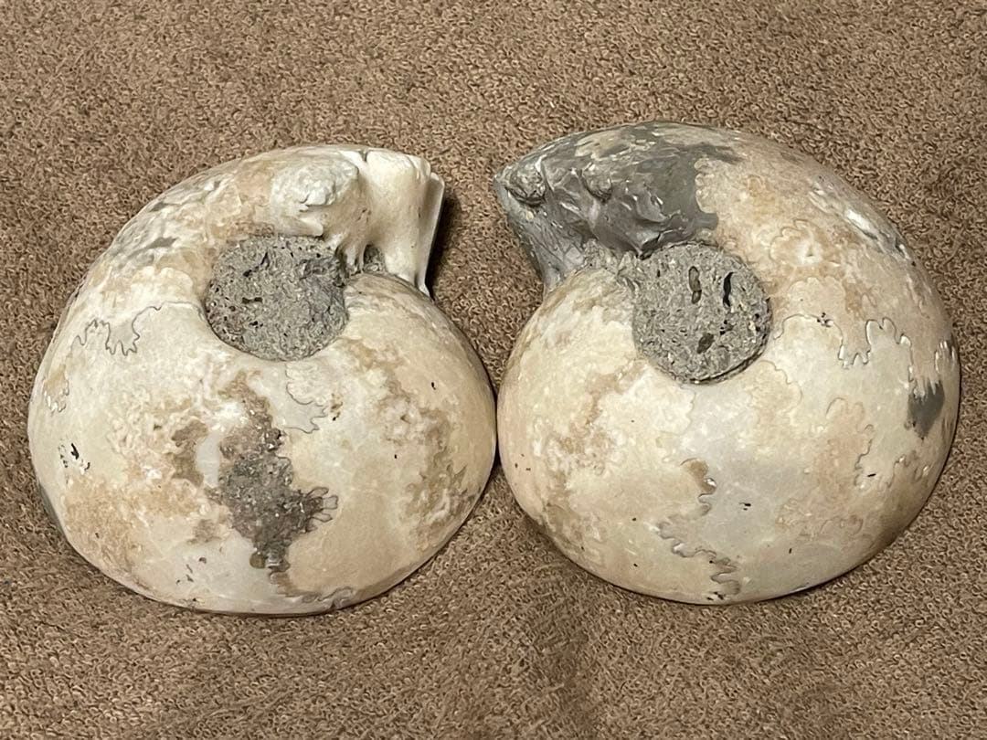 オウムガイ　化石