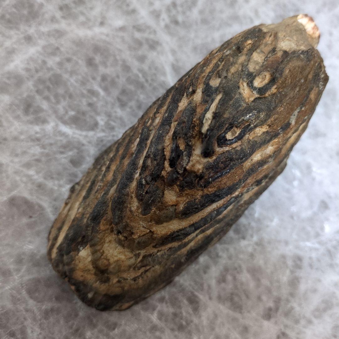 （希少）マンモス ナウマンゾウ 歯化石 臼歯