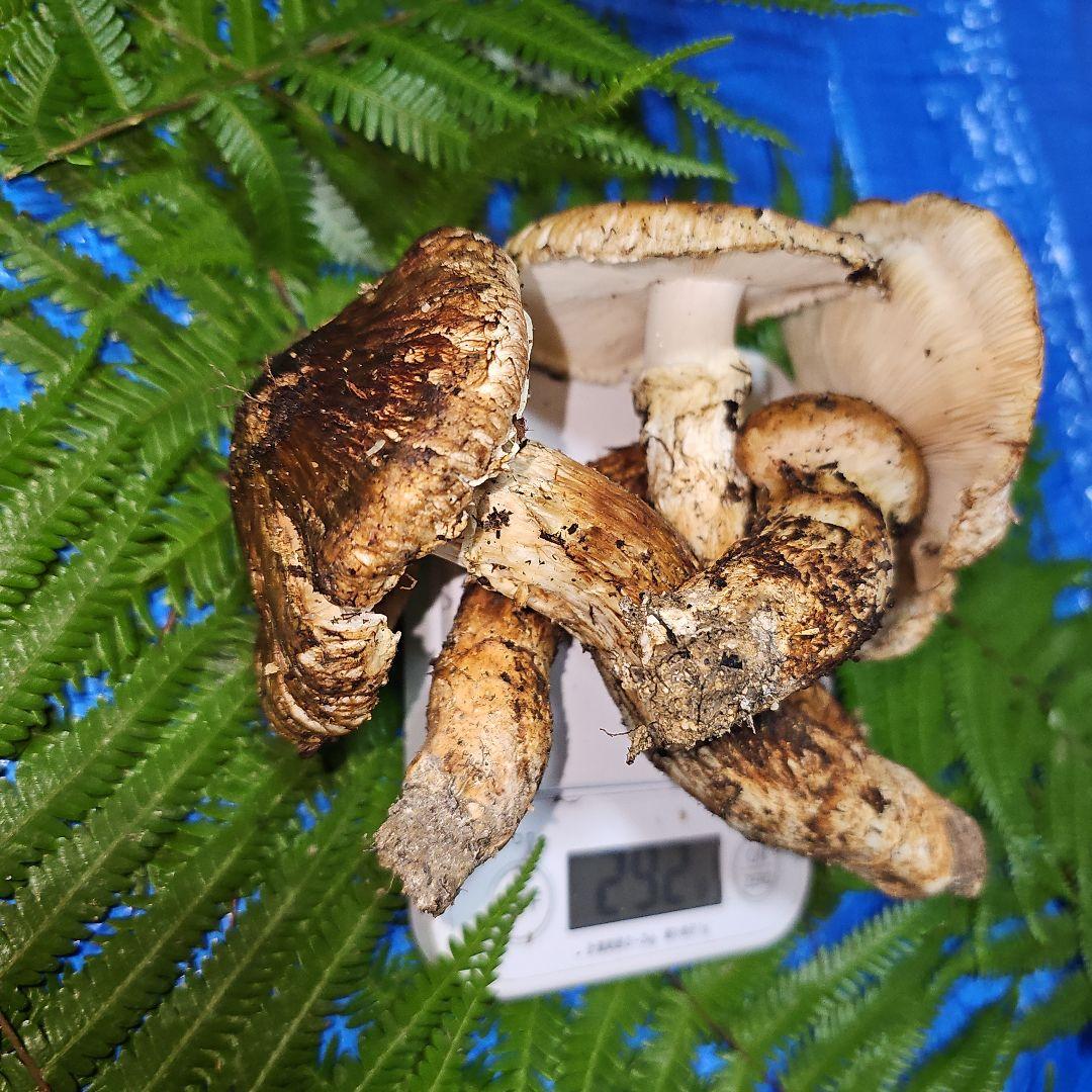 広島県産 松茸 292g　よっしぃさま専用