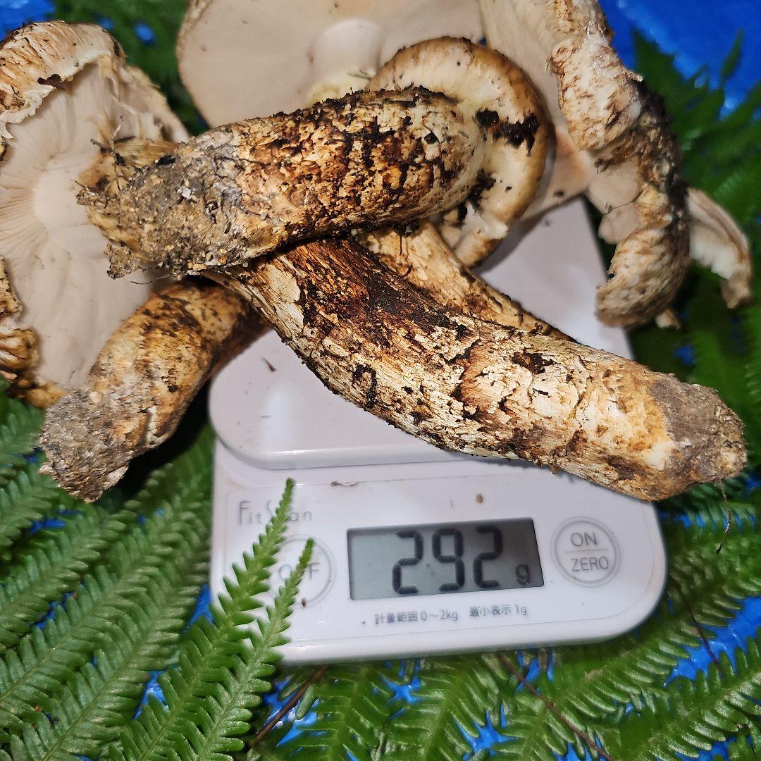広島県産 松茸 292g　よっしぃさま専用