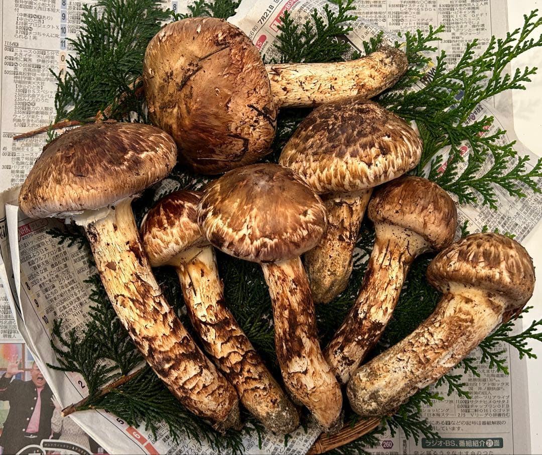 ☆信州産松茸☆松茸ご飯等に☆冷凍松茸☆約210グラム☆まつたけ☆国産松茸☆