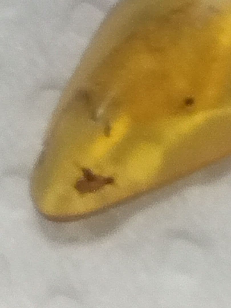 海洋堂　ジュラシックパークⅢ フィギュア&琥珀虫入り＋三葉虫化石（本物）