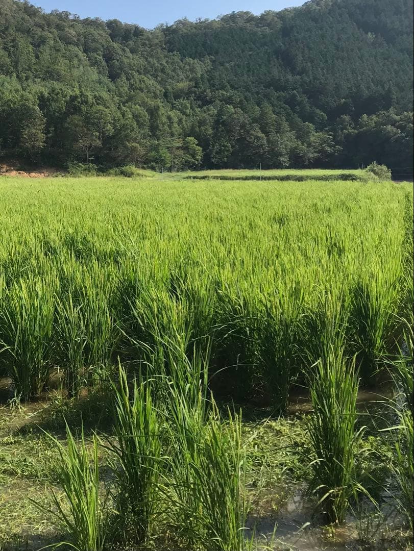 Natural farming 自然栽培米 セカンドブレイン腸脳相関 第2の脳