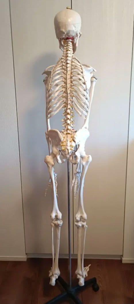 170cm 人体模型 可動関節 等身大 骨格模型 キャスター付 神経根付