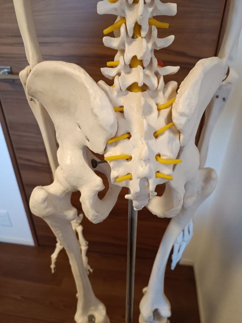 170cm 人体模型 可動関節 等身大 骨格模型 キャスター付 神経根付