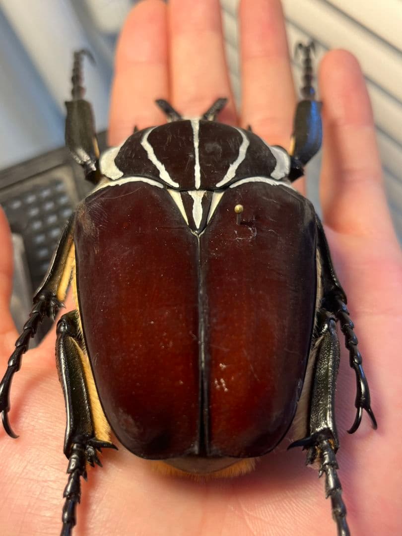 【104mm】ゴライアスオオツノハナムグリWC Goliath 昆虫標本