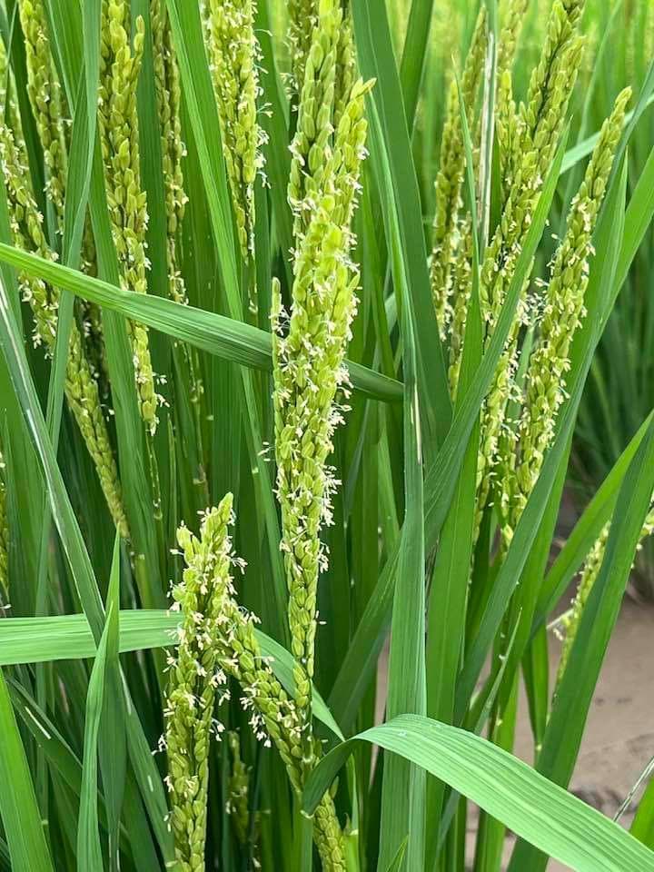 【２月セール】自然栽培「ミズホチカラ」米粉　１０ｋｇ