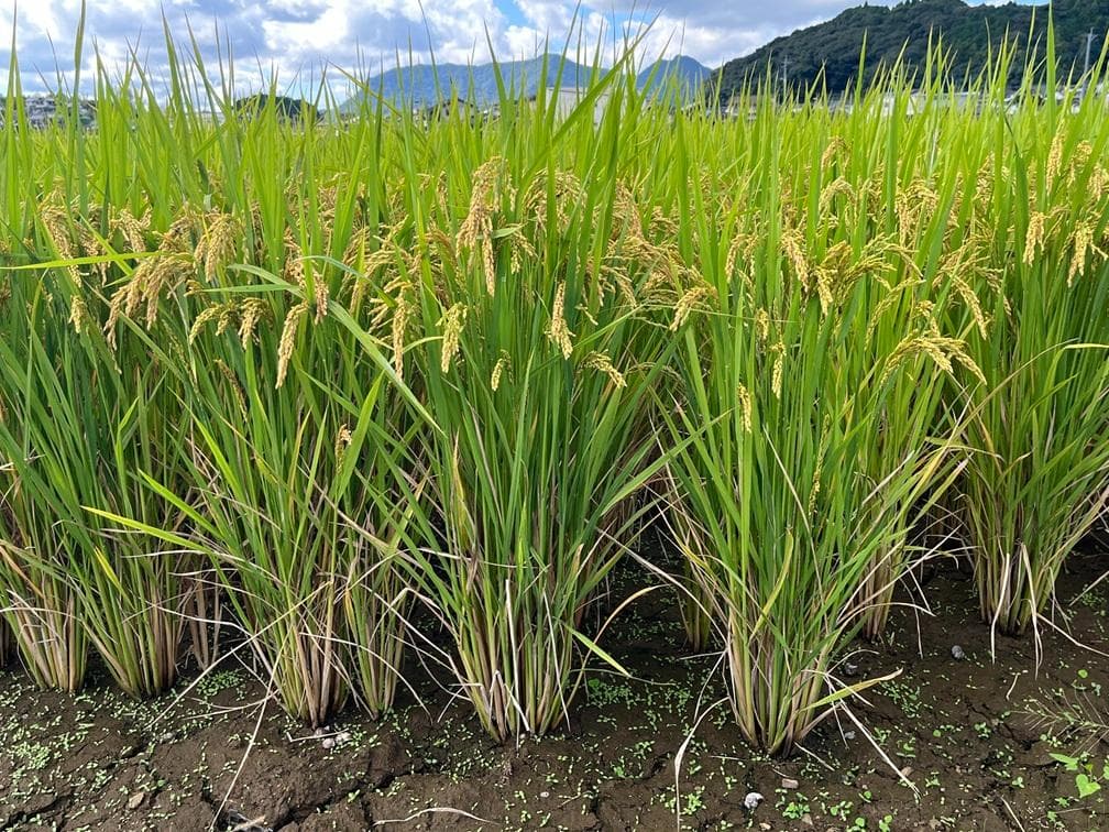 【２月セール】自然栽培「ミズホチカラ」米粉　１０ｋｇ