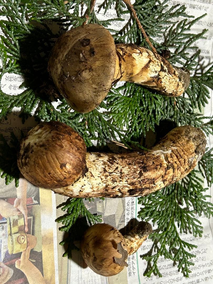 ☆信州産松茸☆今現在約150グラム☆まつたけ☆クール便送料込み☆国産松茸☆