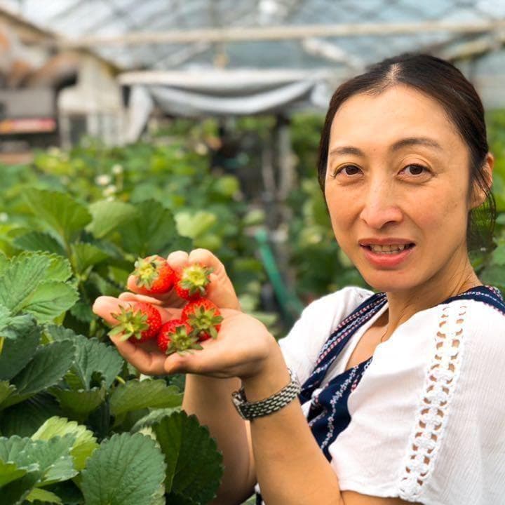 【限定】八ヶ岳産 いちご 約240g x 4パック/箱 ※残留農薬未検出