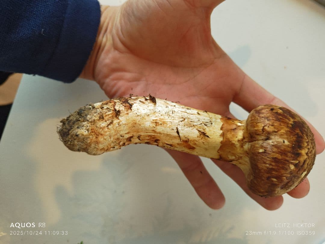 信州産　松茸　クロカワ茸セット！