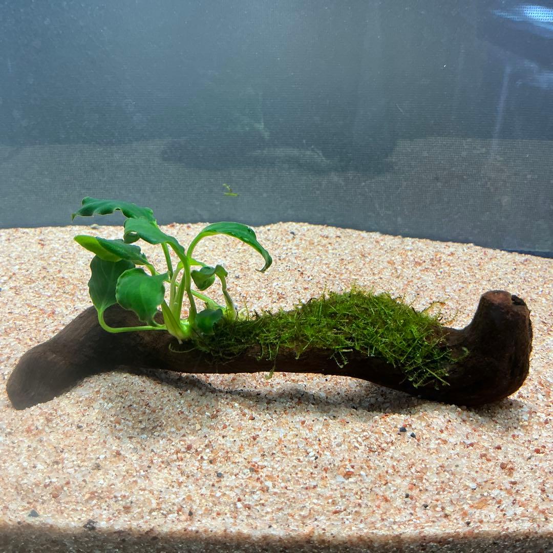 【速達】ジャイアント南米モス活着 アヌビアスボンサイ付き流木15cm