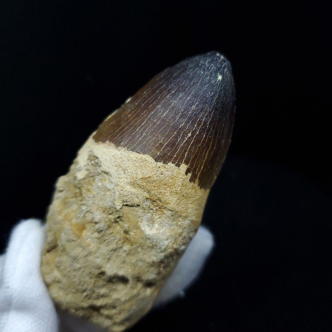 美品 歯根付き モササウルス 化石 歯 本物 70.46mm mos65