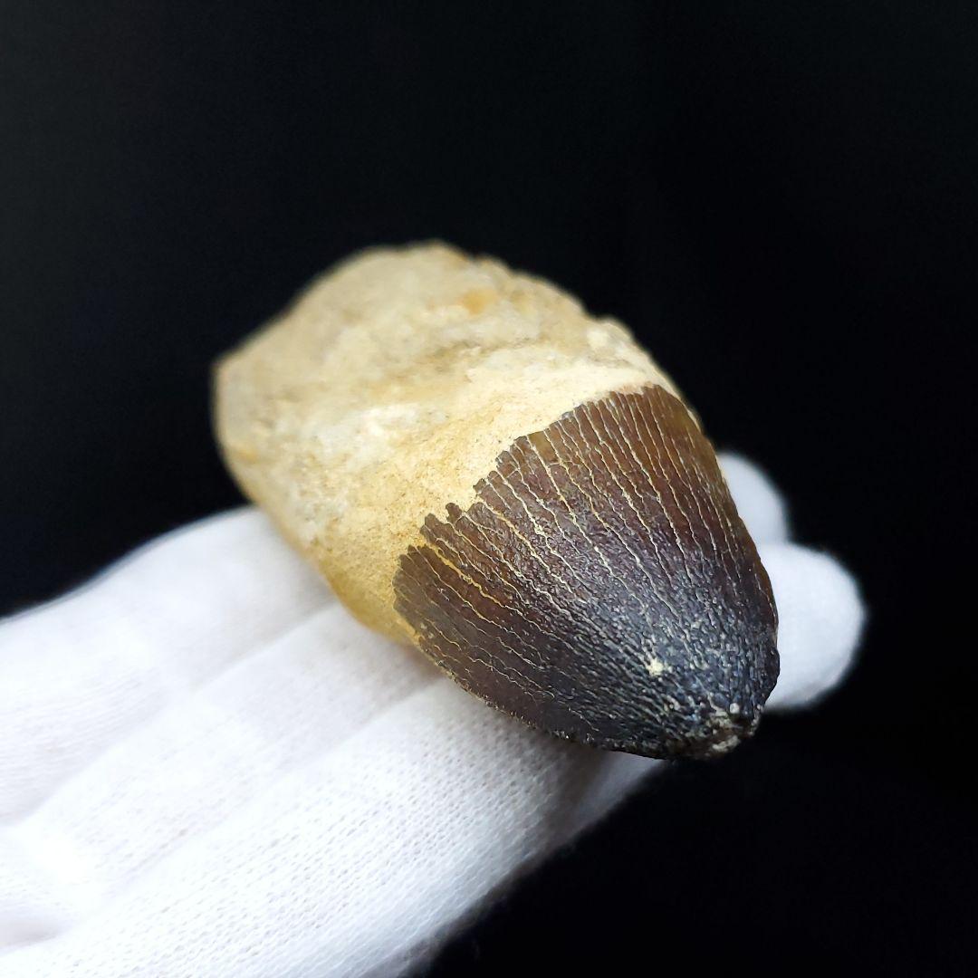 美品 歯根付き モササウルス 化石 歯 本物 70.46mm mos65